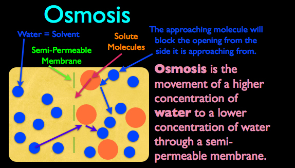 What Is Osmosis In Simple Words